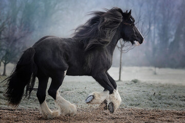 Obraz na płótnie Canvas Shire Horse Black Horse Stallion 