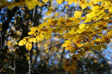 Beech tree with beautiful orange leaves outdoors on sunny autumn day