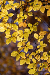 Beech tree with beautiful orange leaves outdoors on sunny autumn day