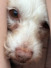 white dog face pushing his way forward to look up