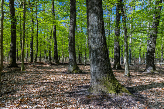 Springtime in a sessile oak (Quercus petraea) forest in Hungary