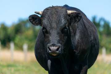Retrato de vaca negra en el campo.
