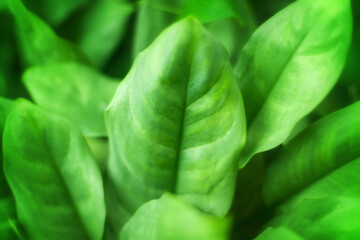 Green leaves blurred background, green leaf texture close up, fresh foliage, organic herbs, natural healthy vegetarian food, vegetable garden, greenery, tropical flora, botanical pattern, agriculture