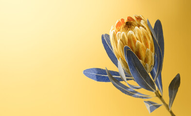 Creative colored Protea Flower against a yellow color background. Blooming King Protea Plant....