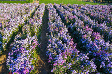 The Top view of Margaret flower field. North, Thailand.