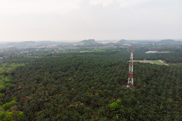Aerial view of a tele communication tower in the palm oil plantation.
