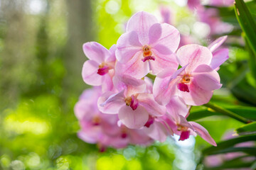 Close up of the pink orchids in the garden.