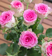 beautiful pink roses in the garden