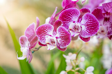 Close up of the pink orchids in the garden.