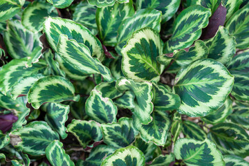 Wallpaper Calathea trees have a wide variety of foliage as ornamental plants that help beautify your garden.