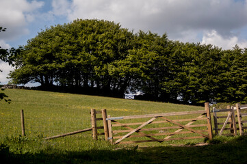 landscape with fence