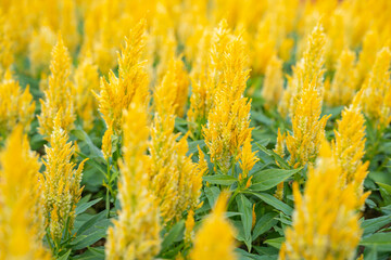 The beautiful yellow cockscomb in flower garden on nature light background