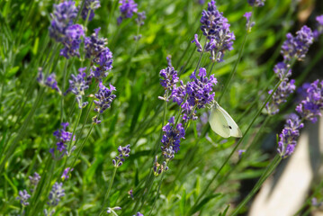Small white butterfly (Pieris rapae) perched on lavender in Zurich, Switzerland