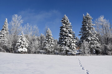 A frosty forest under a blue sky, Sainte-Apolline, Québec, Canada