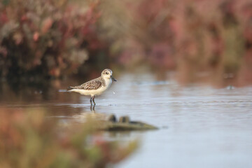 Beautiful Bird of Spoon-billed Sandpiper ( Eurynorhynchus pygmeus ) in real nature  Spoon-billed Sandpiper Site,  Thailand. Rare Winter Visitor