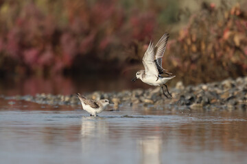 Spoon-billed sandpiper flies for food in the water rare birds endangered