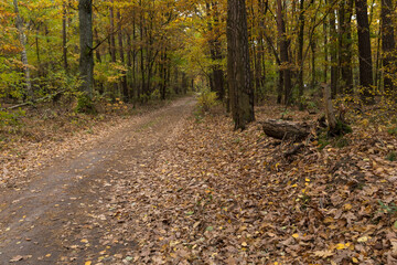 Obraz premium In the middle of the park in the fall season, yellow leaves. A good place to walk.