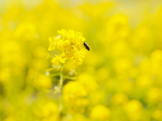 菜の花　ミツバチ
