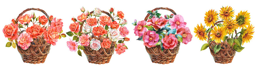 Watercolor flowers. Set of wicker baskets with different flowers. Camellias, roses and sunflowers