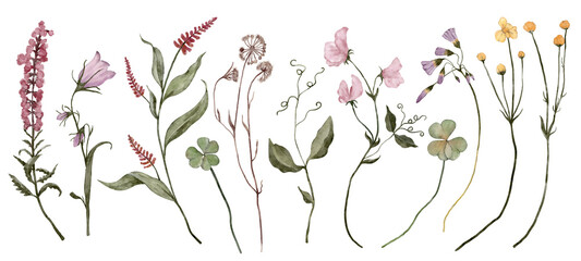 Spring Wildflowers Watercolor Clipart. Summe flowers. Green Leaves