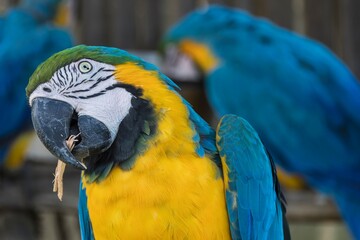 Canindé macaw close up. face portrait. Selective focus.
