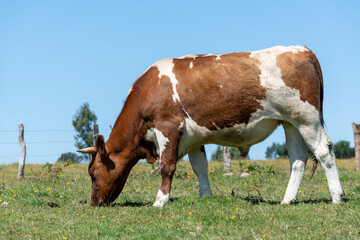 Buey pastando en el campo