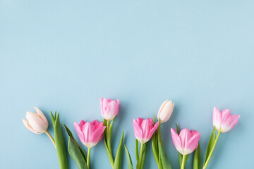 Spring tulip flowers on pastel blue background top view. Greeting card for International Women Day, Mother day. Flat lay.