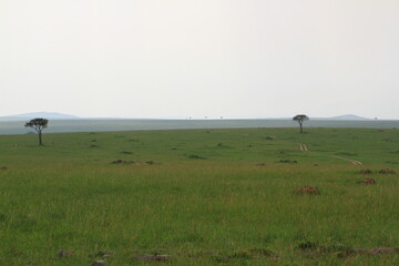 Obraz na płótnie Canvas Masai Mara lanscape green savanna with two acacia trees at the distance