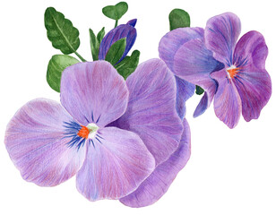 Fototapeta na wymiar Pansy flowers, violets - buds and leaves on a white background. Collage of flowers and leaves. Use printed materials, signs, objects, websites, maps.