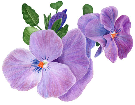 Pansy flowers, violets - buds and leaves on a white background. Collage of flowers and leaves. Use printed materials, signs, objects, websites, maps.