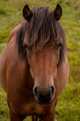 Obraz premium horse in the field