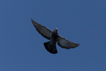pigeon flying in a clear blue sky