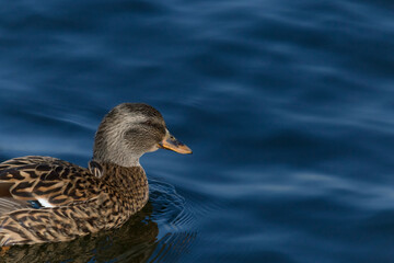 young duck swimming in a blue water