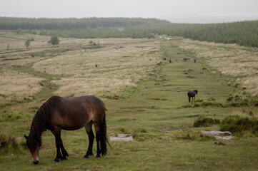 horses grazing in a meadow