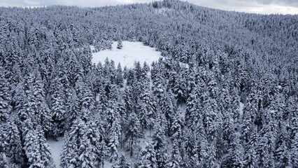 Fototapeta premium ice cold mountain. white trees.