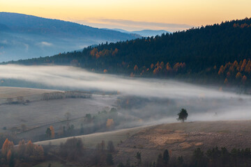 lonely tree on a hill on a foggy autumn morning, Beskid Niski - obrazy, fototapety, plakaty