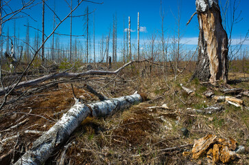 Dead forest landscape, Halleskogsbrannans nature reserve, Sweden, there was a big forest fire here 8 years ago