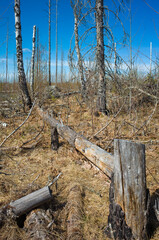 Dead forest, tree trunk lies on dry grass, Halleskogsbrannans nature reserve, Sweden, there was a big forest fire here 8 years ago