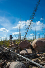 Dead trees, bare rocks and tender new growing forest in Halleskogsbrannans nature reserve, site of a large forest fire that happened 8 years ago in Sweden, Viewing tower on horizon