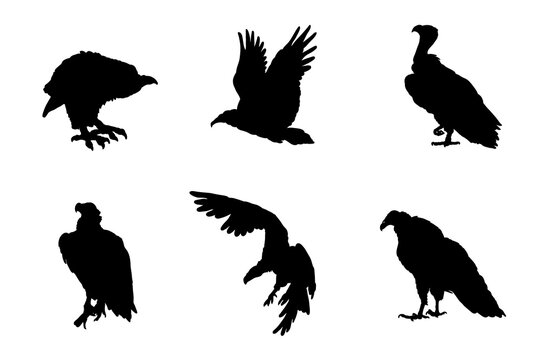 Set of silhouettes of vultures vector design