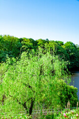 Fototapeta na wymiar 柳のある池と青空