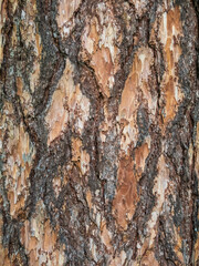 Old wood pine bark texture or background.
