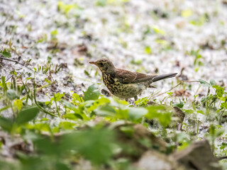 Wood bird Fieldfare, Turdus pilaris, on a sprng lawn.