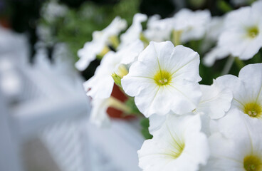 Large white urban petunia flowers.