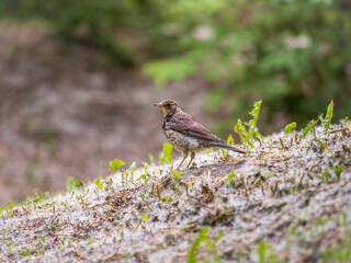 Wood bird Fieldfare, Turdus pilaris, on a sprng lawn.