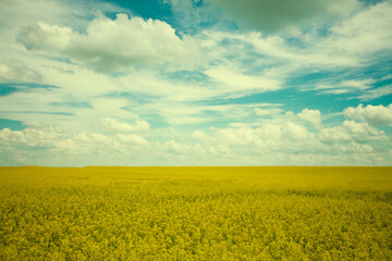 Naklejka premium Vintage fairy tale landscape yellow rapeseed field against the background of an emerald cloudy sky.