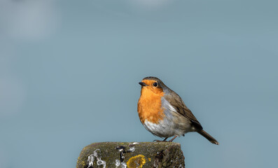 A close up of a single robin sat on a fence post