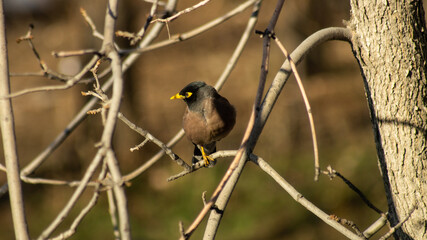 Birds of Kazakhstan in the City of Almaty