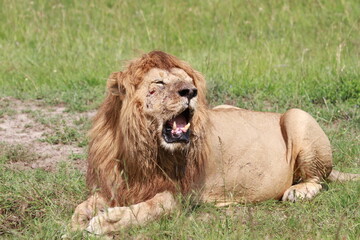 Lion tired after a sucessful hunt, mouth open, eyes closed