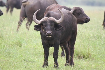 An african buffalo standing and looking into camera